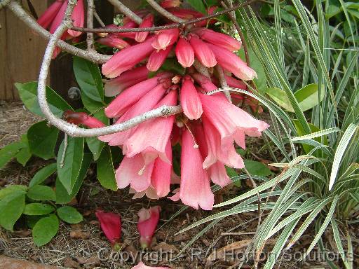 Fraser island creeper (Tecomanthe hillii)_2 